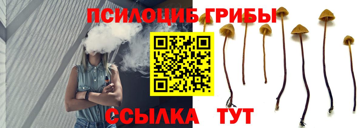 Галлюциногенные грибы Psilocybe Кировск